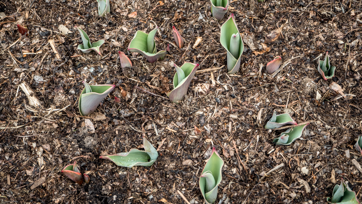 Starting bulbs