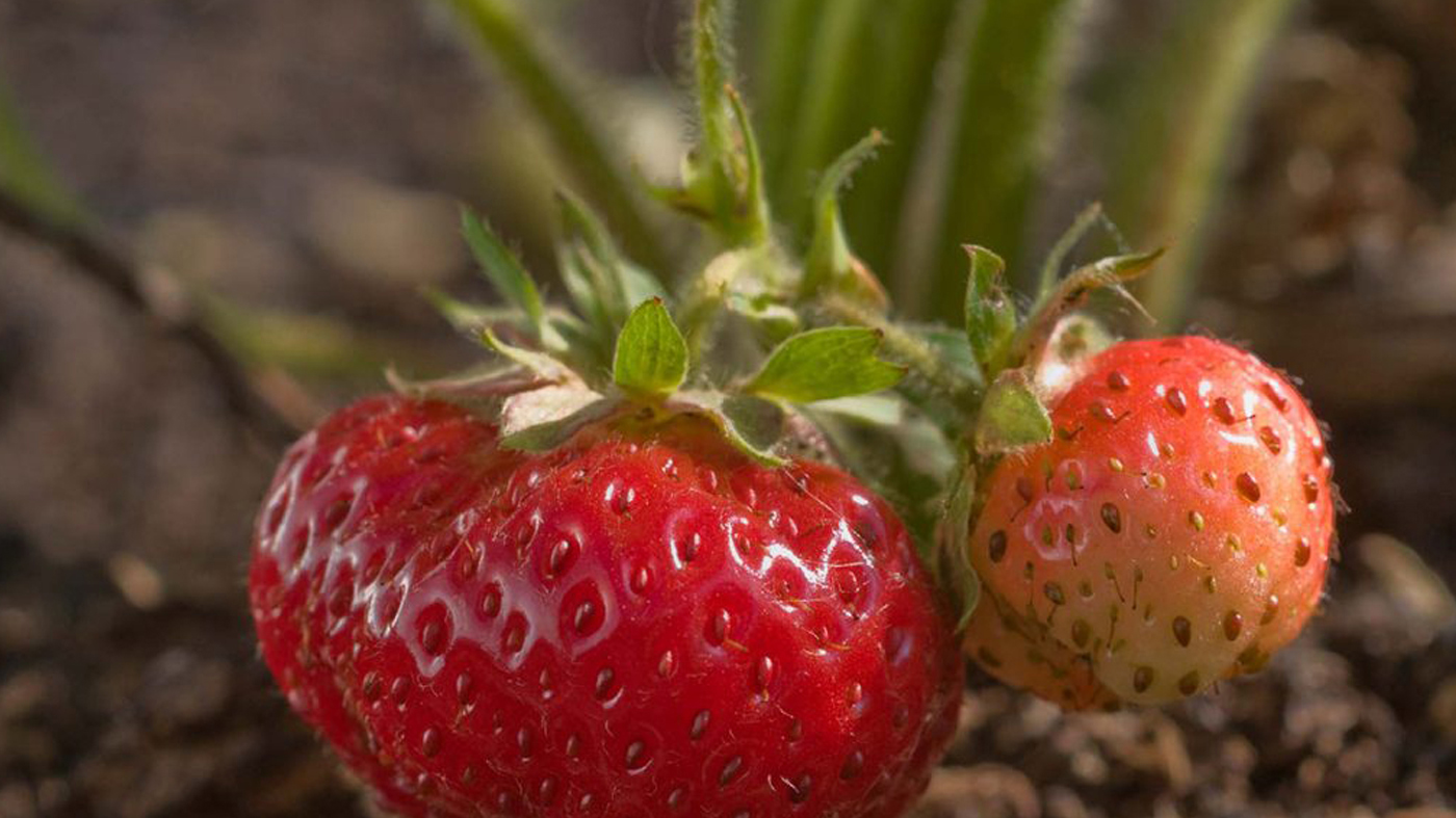 Strawberries