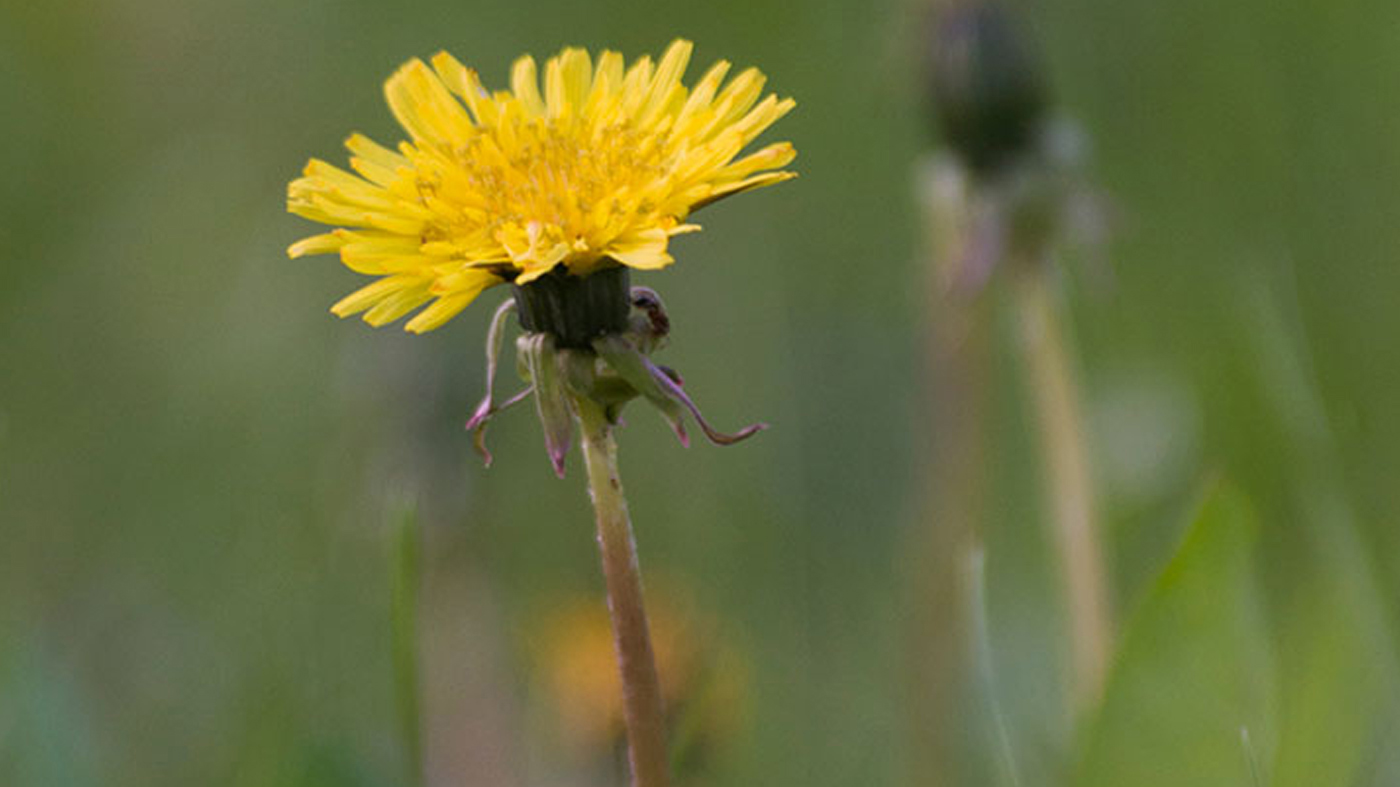 Weeds: dandelion