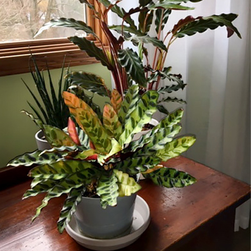 winter houseplants