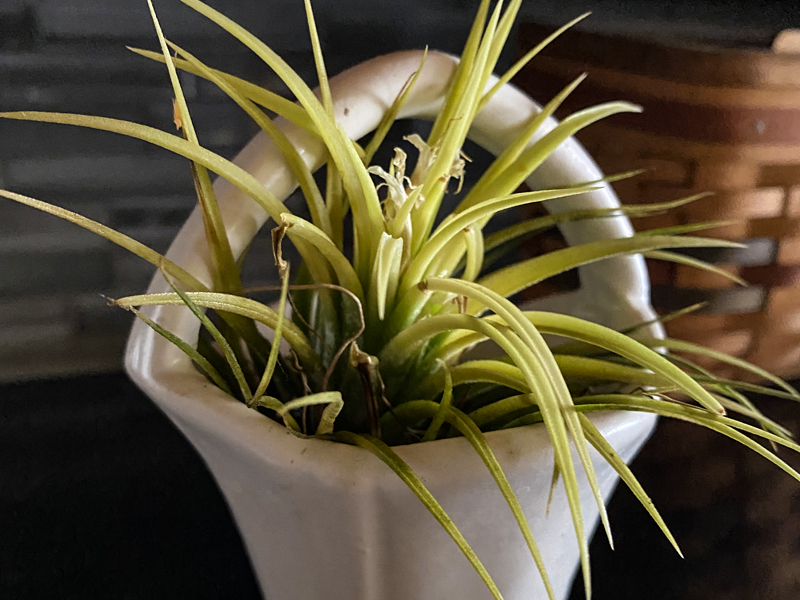 indoor air plant