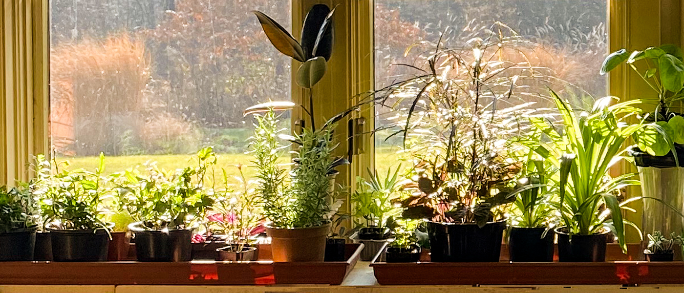 indoor plants