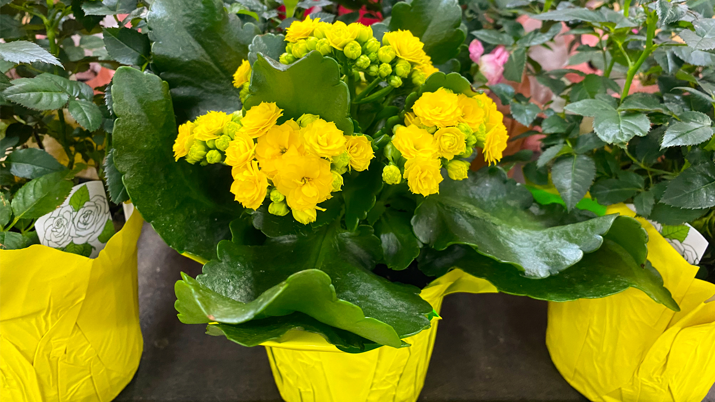 indoor potted plants seen at a store