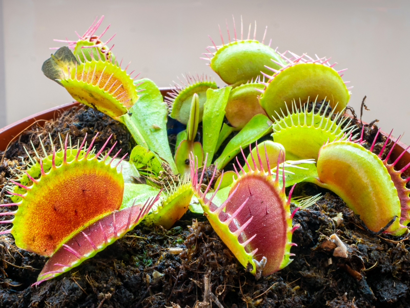 indoor plant venus flytrap