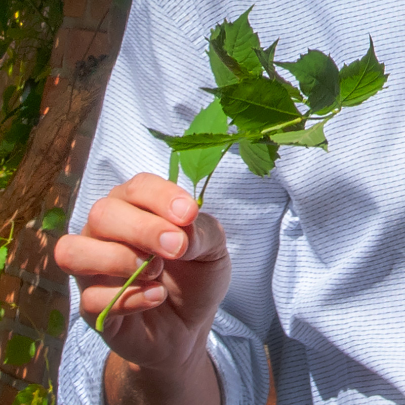 Ornamental Plant Materials Certificate Program