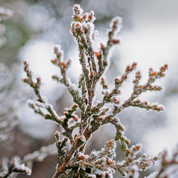 December shrubs