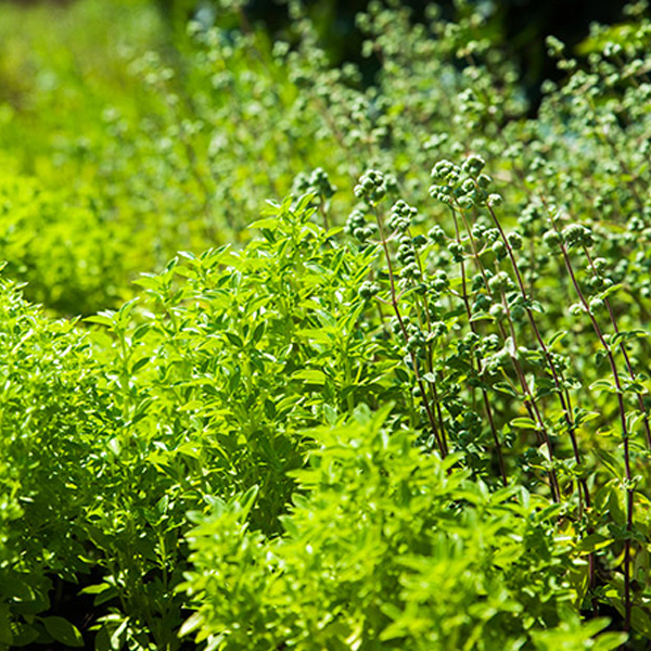 July herbs