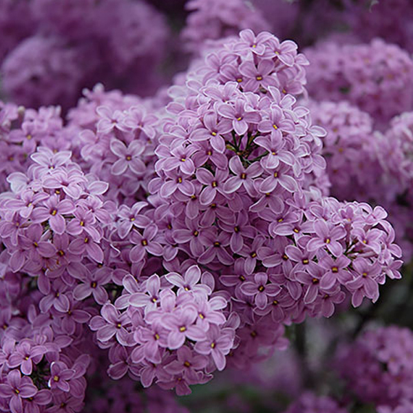 May lilac