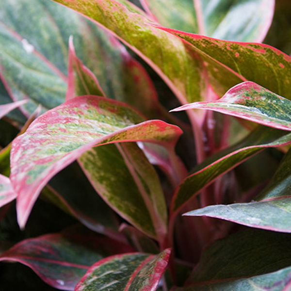 November indoor plant