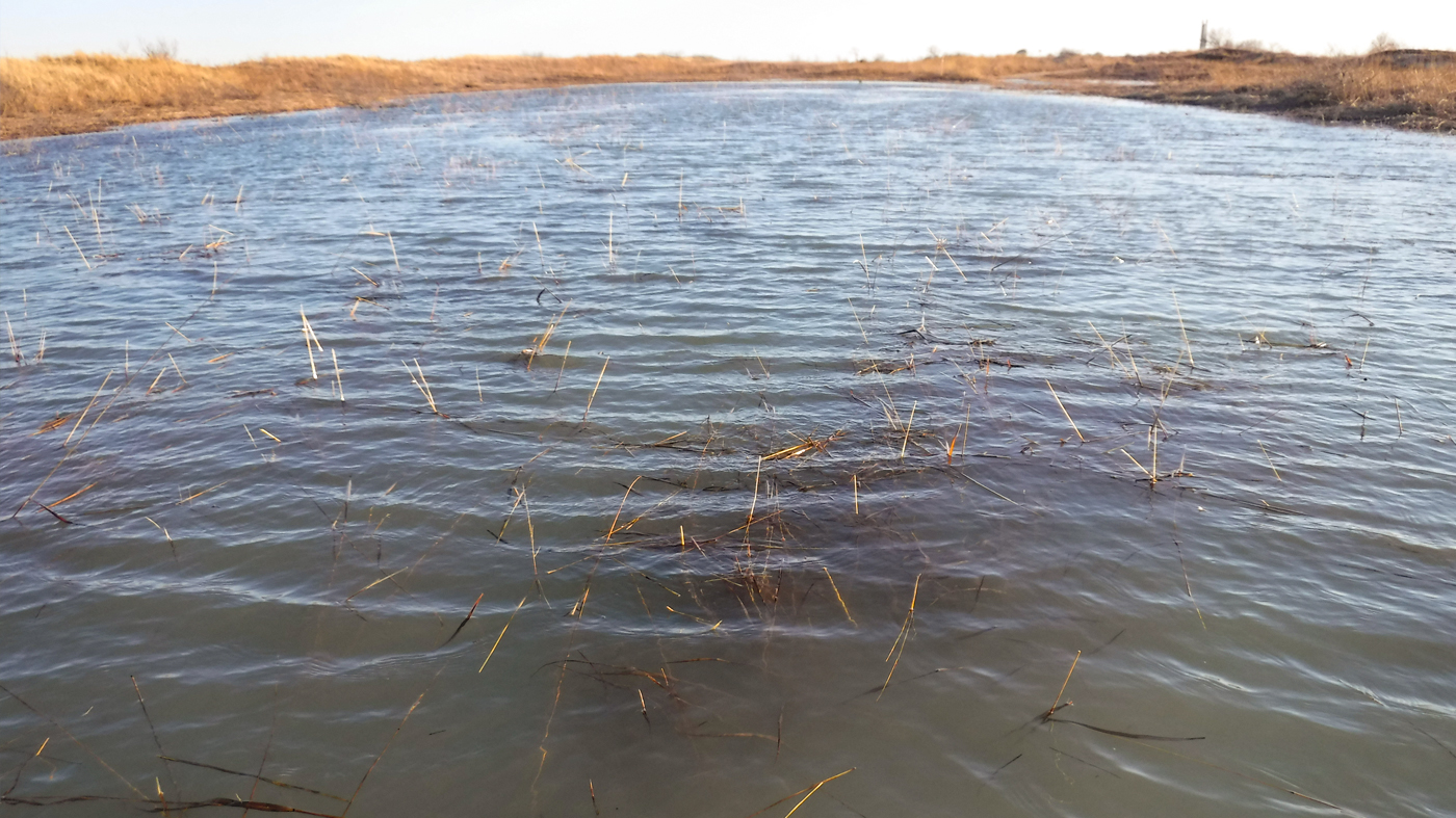 dune willow at Illinois Beach State Park submerged after a late winter storm