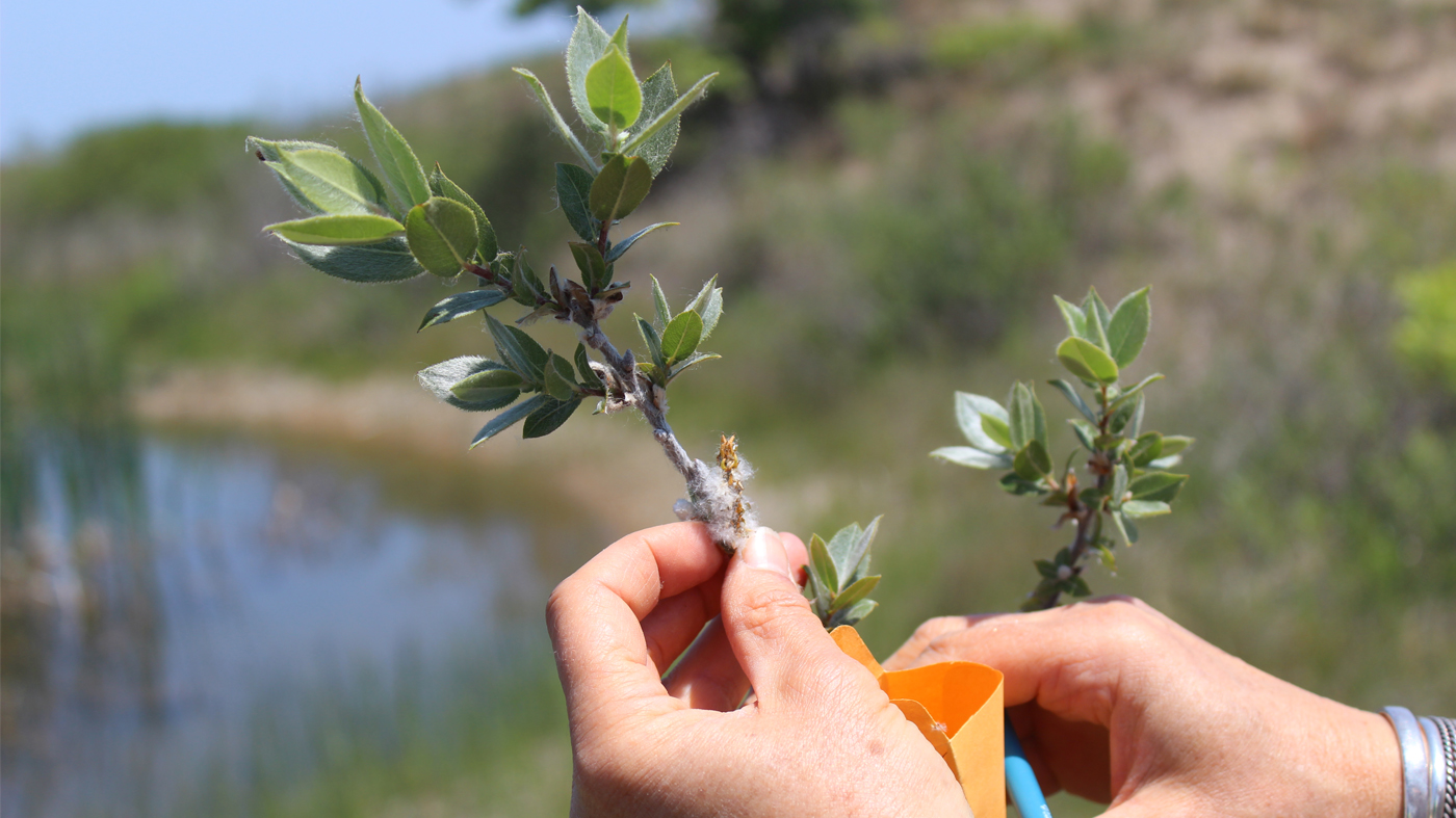 Collecting seed from a dune willow.