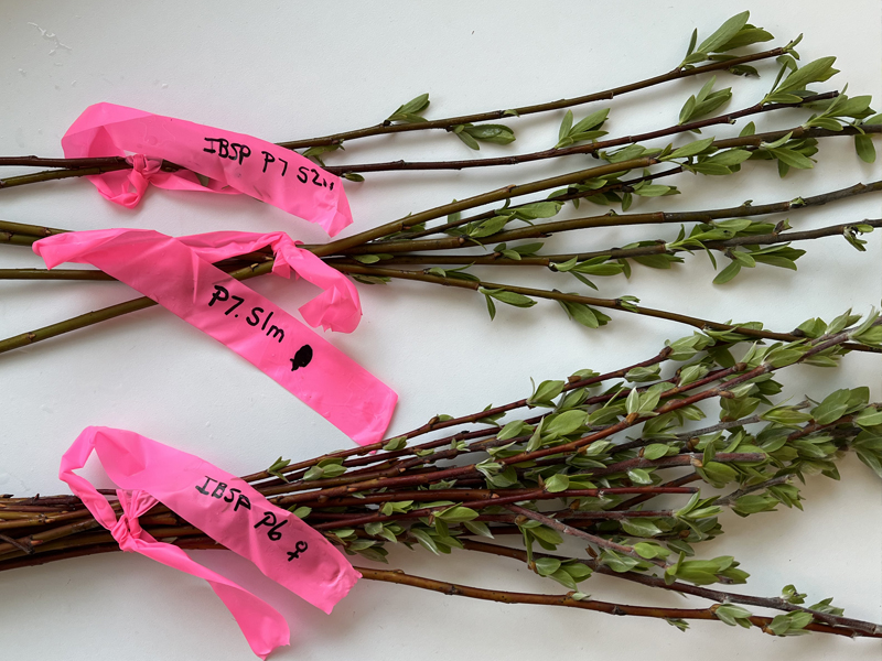 Dune willow cuttings