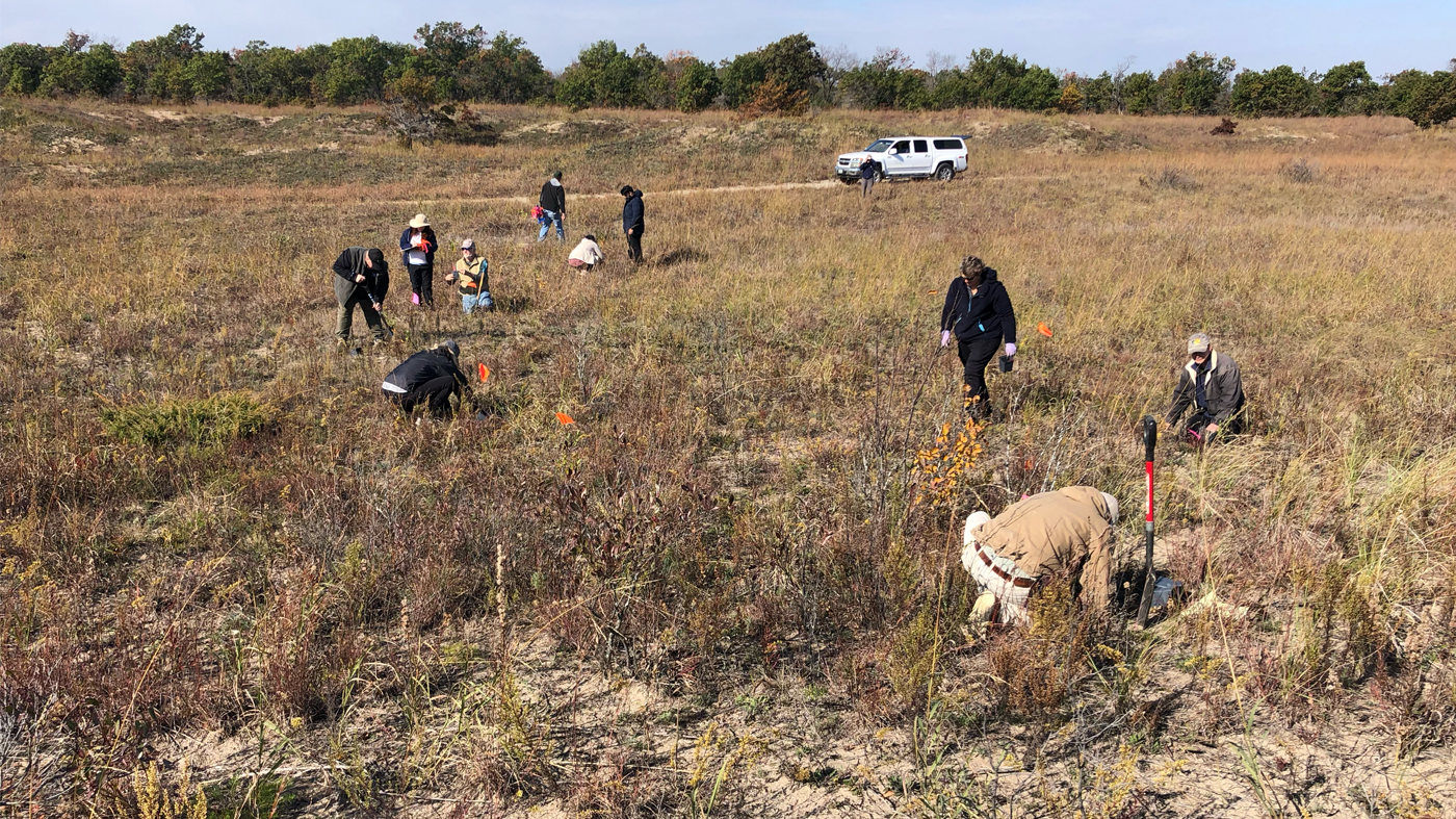 Volunteers planting dune willows