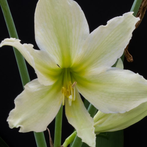 Amaryllis-hippeastrum-evansiae-clone