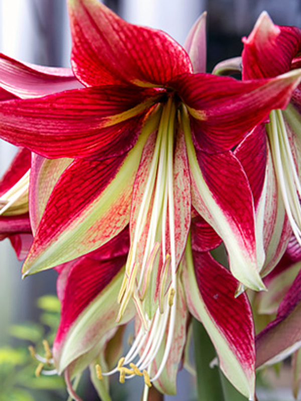 Amaryllis