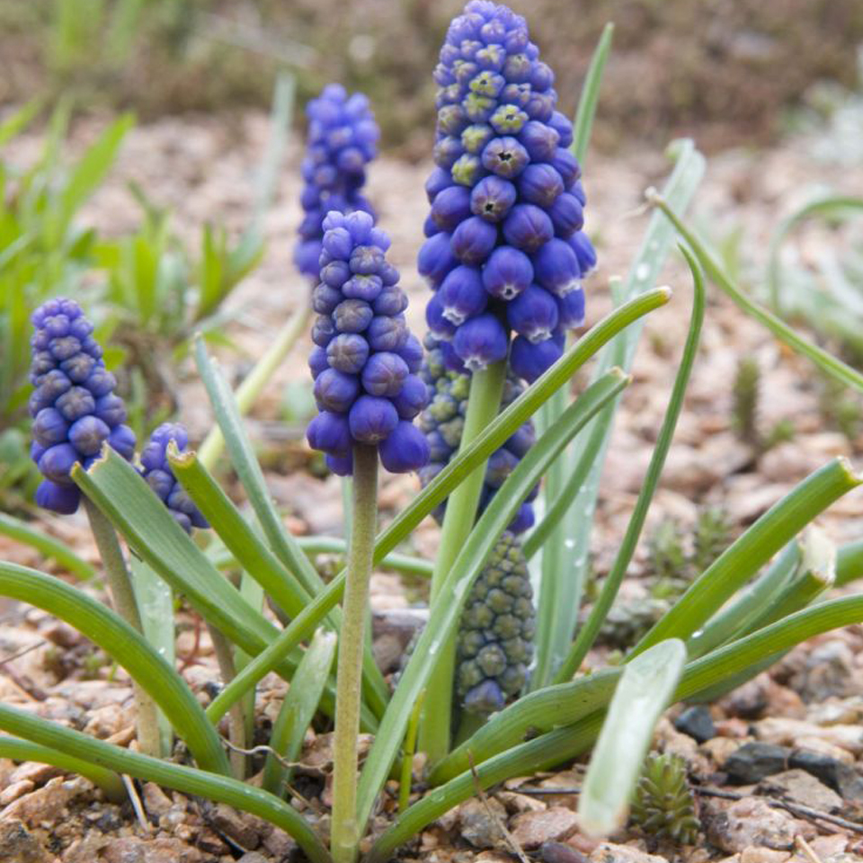 Armenian Grape Hyacinth