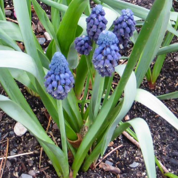 Hyacinths