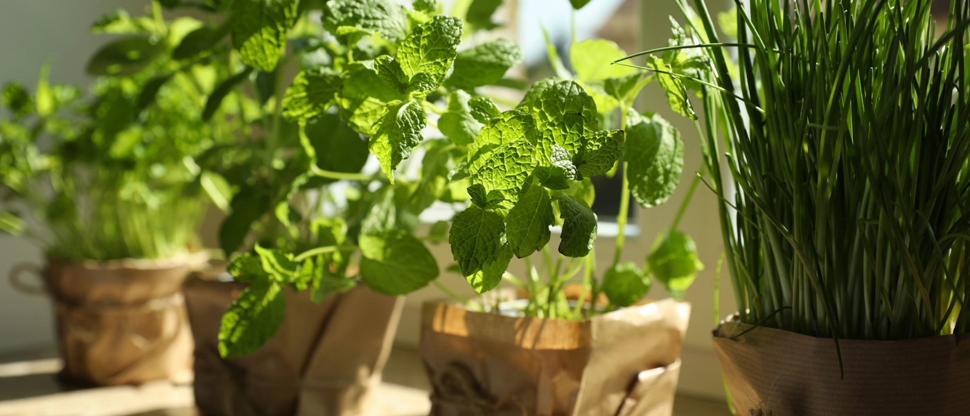 indoor plants and herbs