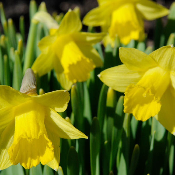 Narcissus Tête-à-tête