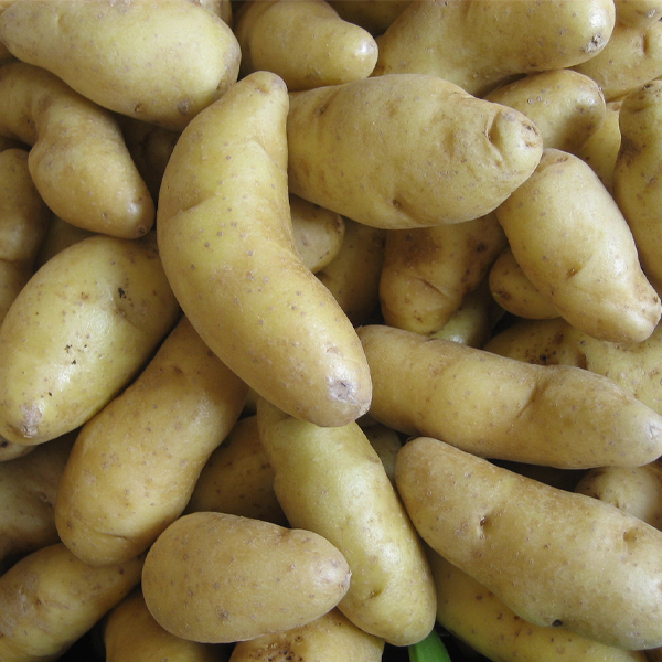 (Solanum tuberosum 'Russian Banana') 