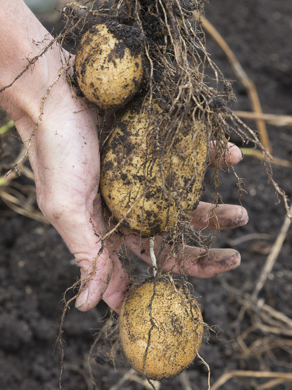harvested potatoes