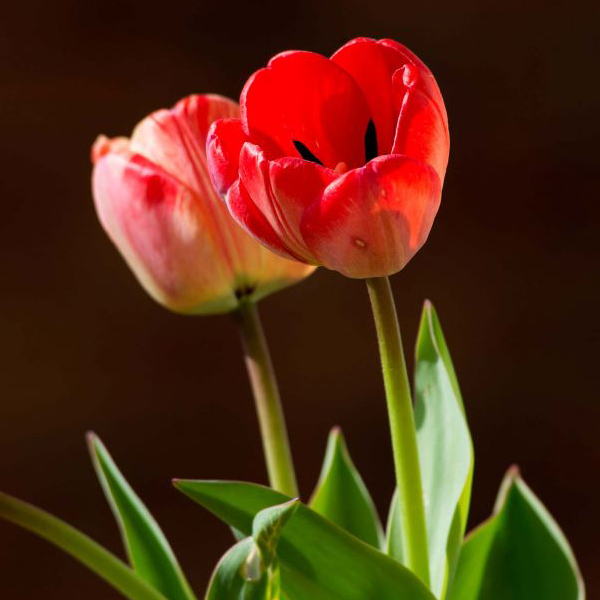 Tulip 'Gudoshnik'