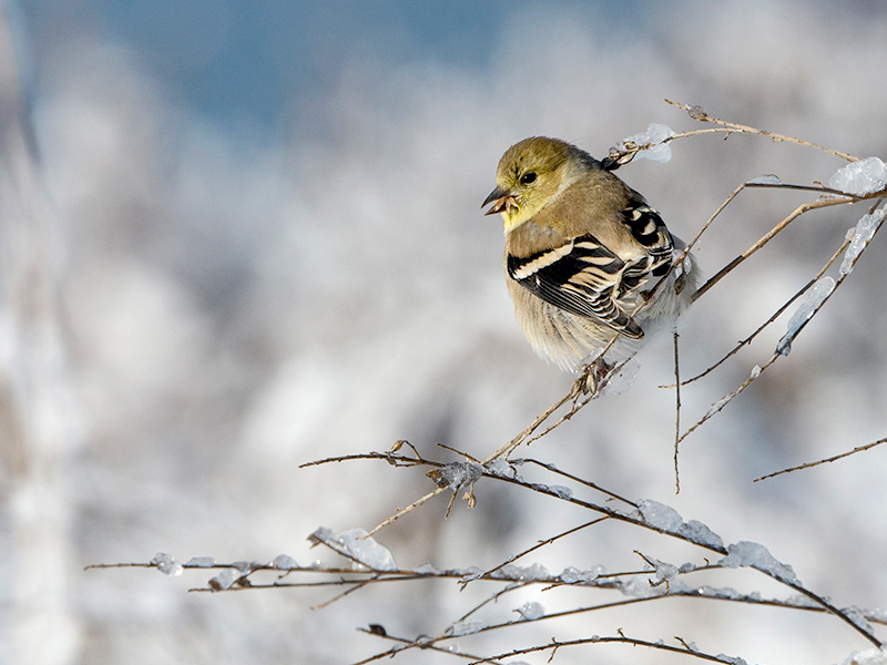 Winter Birding at the Garden