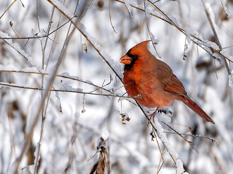 Winter Birding at the Garden