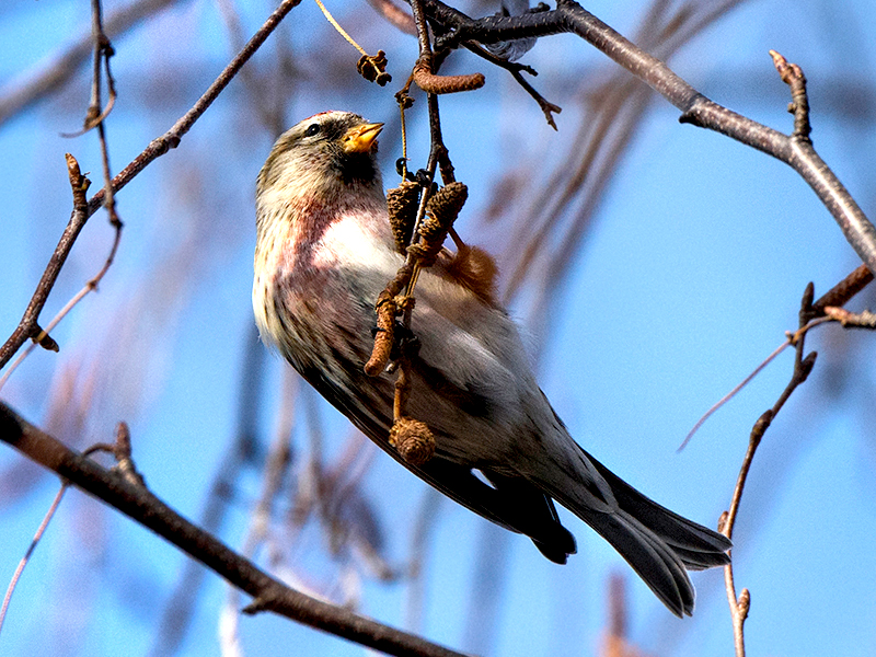 Winter Birding at the Garden