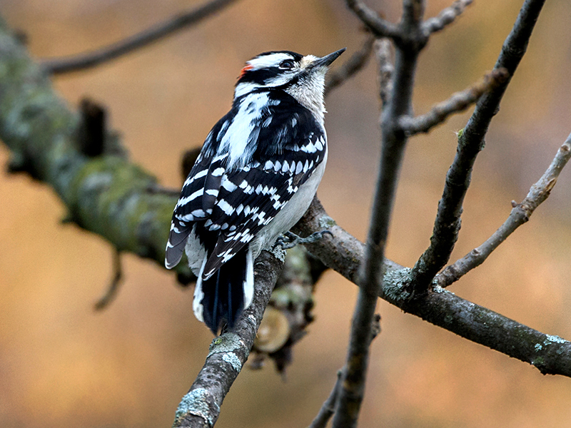 Winter Birding at the Garden