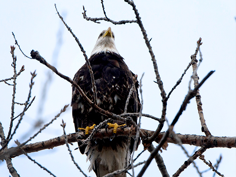 Winter Birding at the Garden