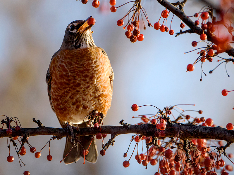 Winter Birding at the Garden