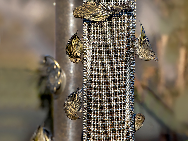 Winter Birding at the Garden