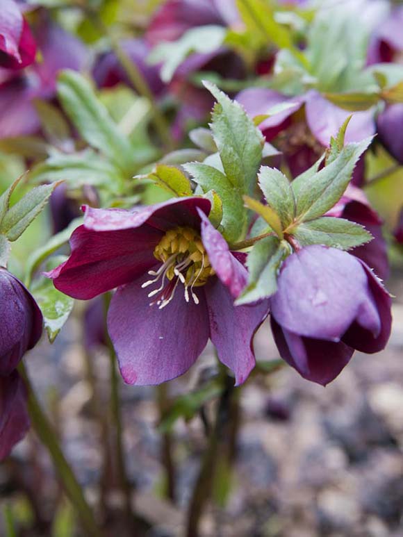 Lenten rose 