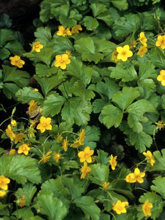 Barren strawberry