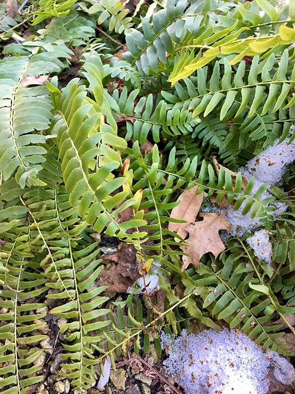 Christmas fern