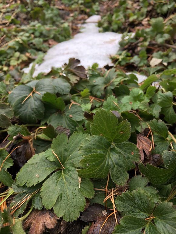 Barren strawberry