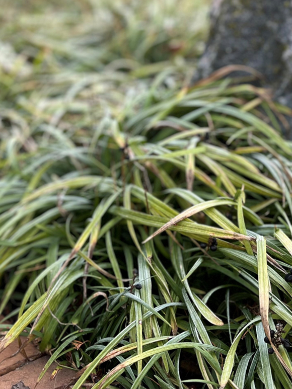 Big blue lilyturf