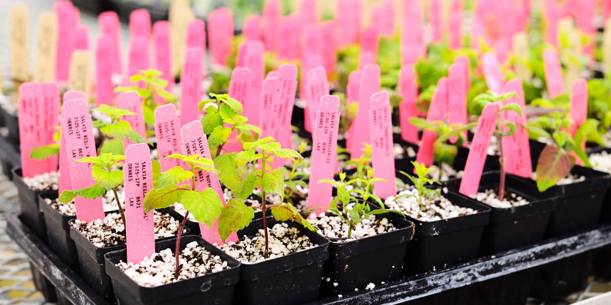 greenhouse propagator