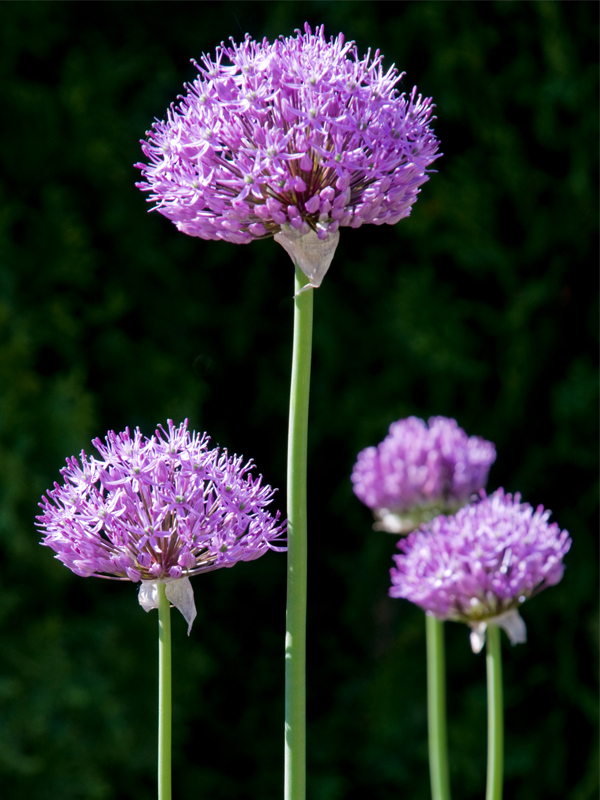 Ållium 'Gladiator'