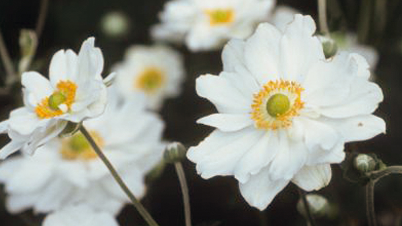 Anemone Hybrida Whirlwind