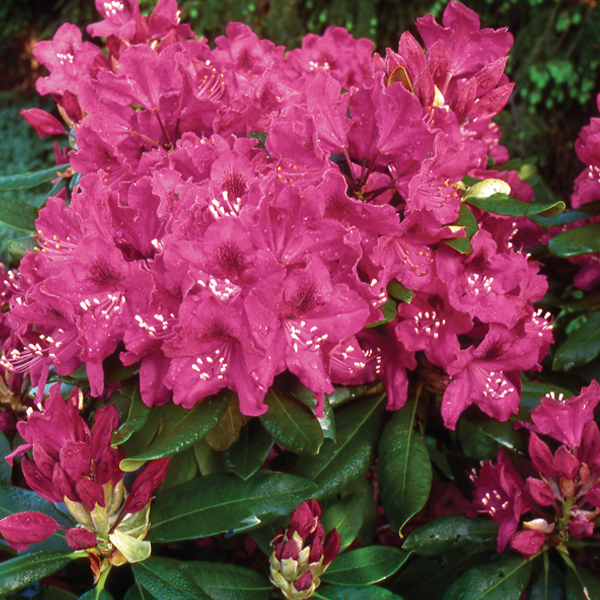 Azalea