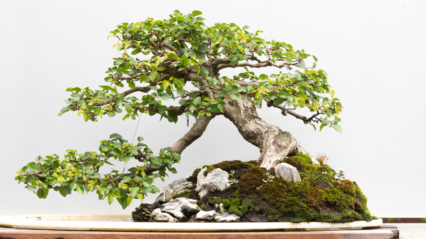 Bonsai