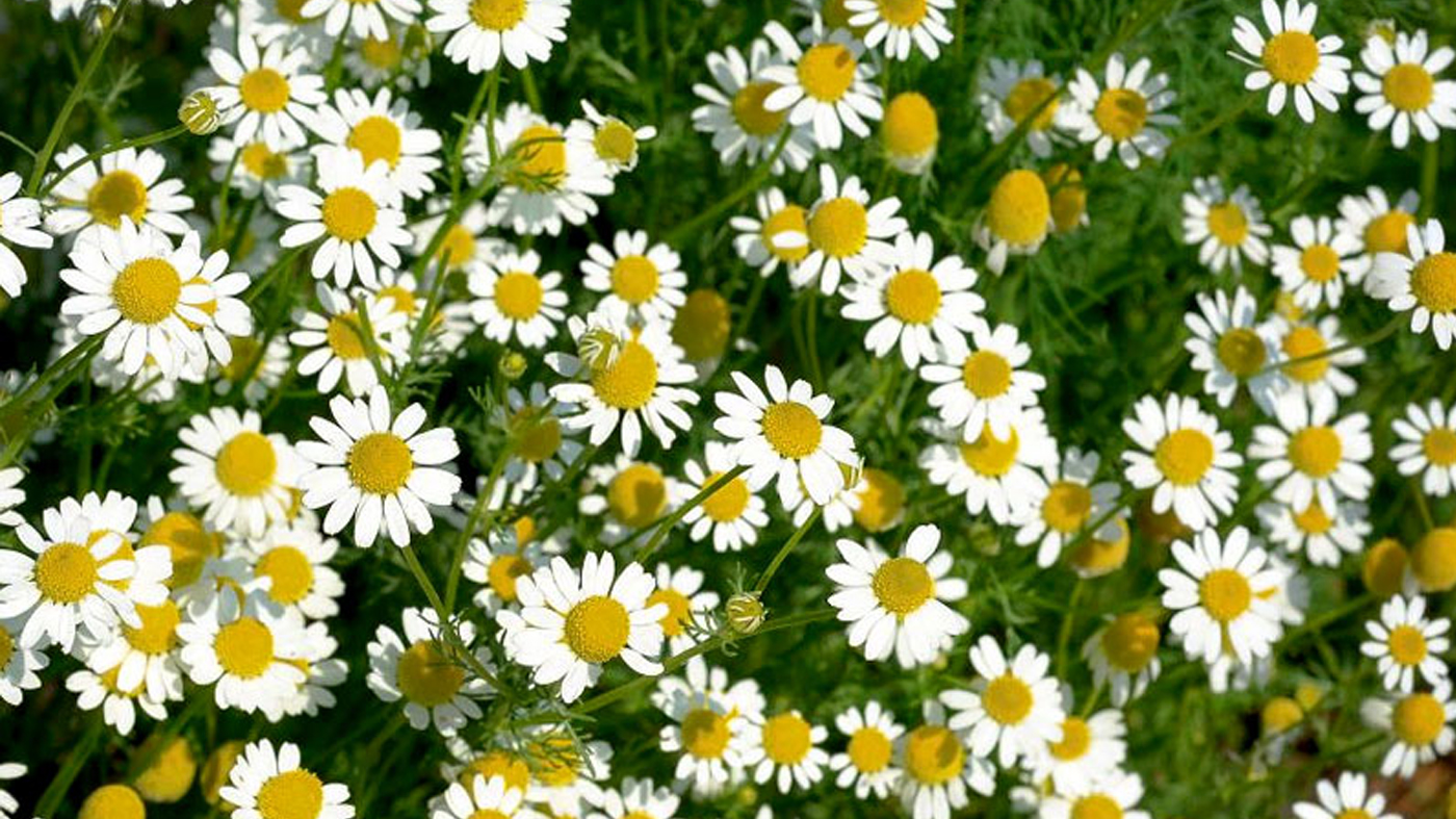 Chamomile