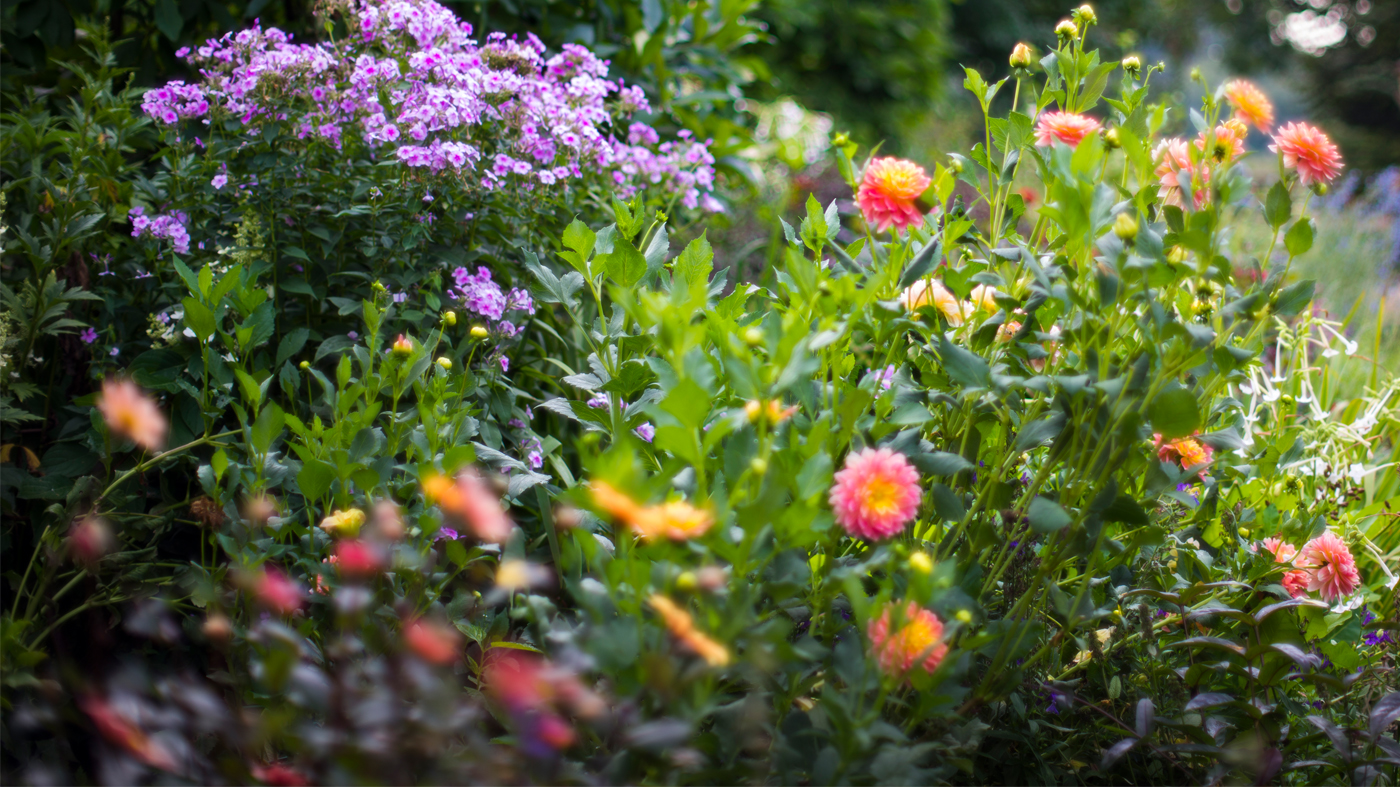 Fragrant Garden