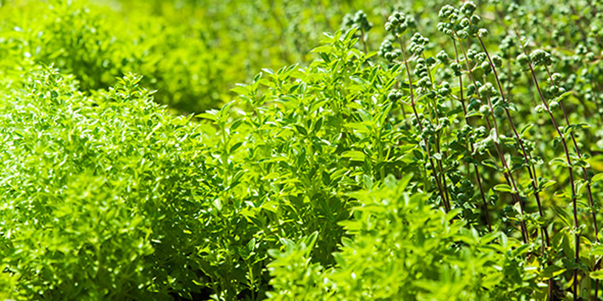 Herb garden