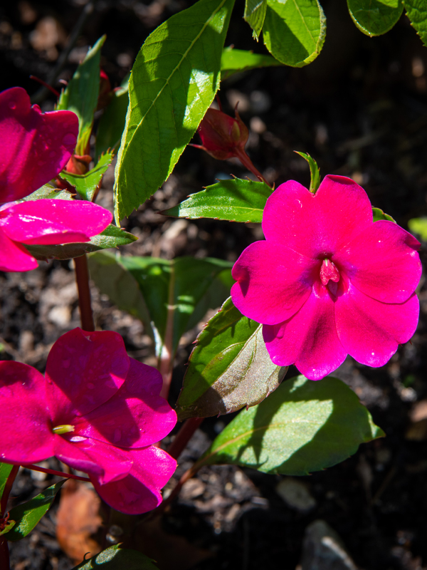 Magenta Bliss Solarscape™ Hybrid Impatiens