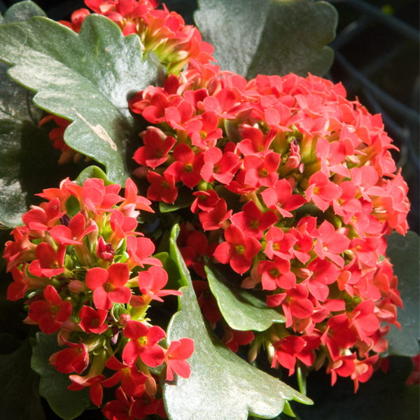 Kalanchoe blossfeldiana