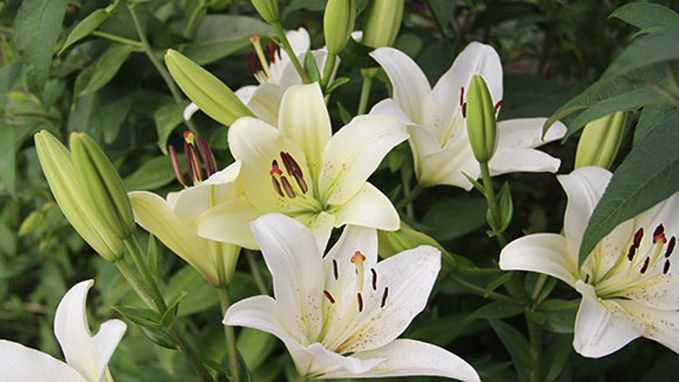 White Lily