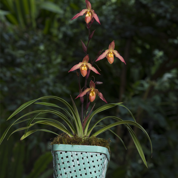 Orchid in a pot